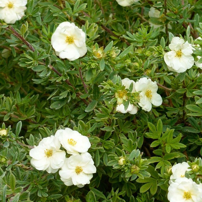 Fingerstrauch Double Punch Cream - Potentilla fruticosa (Foliage)