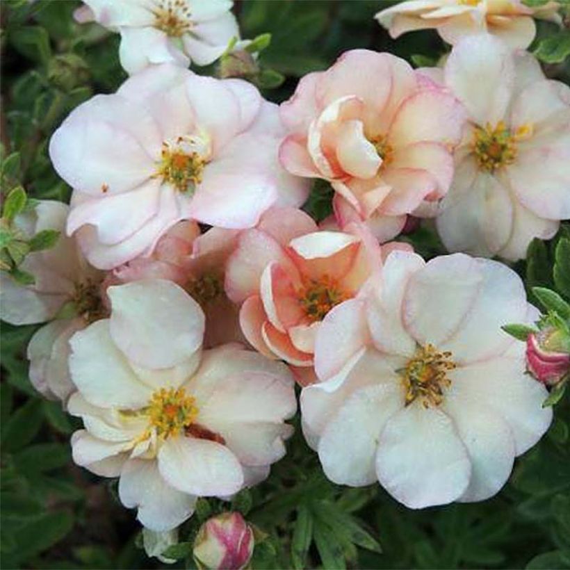 Fingerstrauch Double Punch Pastel - Potentilla fruticosa (Flowering)
