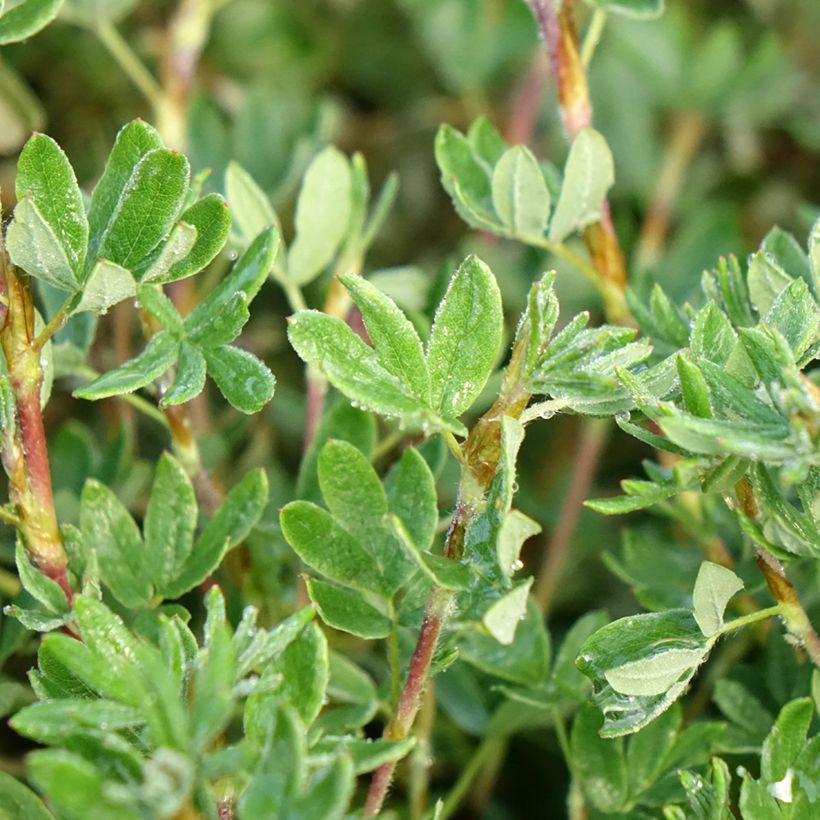 Fingerstrauch Double Punch Pastel - Potentilla fruticosa (Foliage)