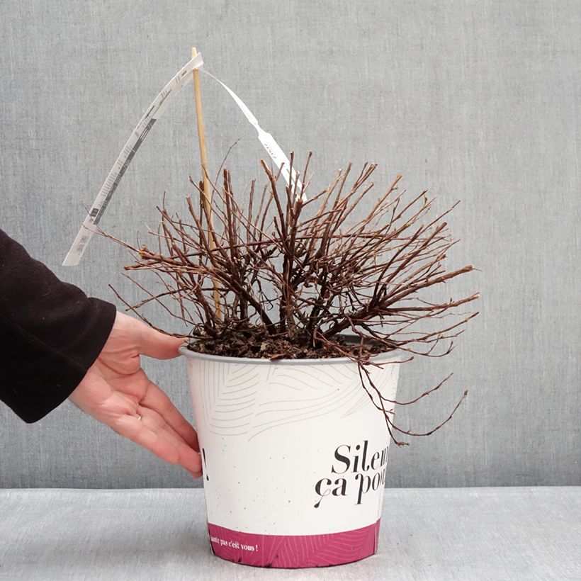 Exemplar von Potentilla fruticosa Double Punch Pink - Potentille arbustive Topf mit 4L/5L wie im Winter geliefert