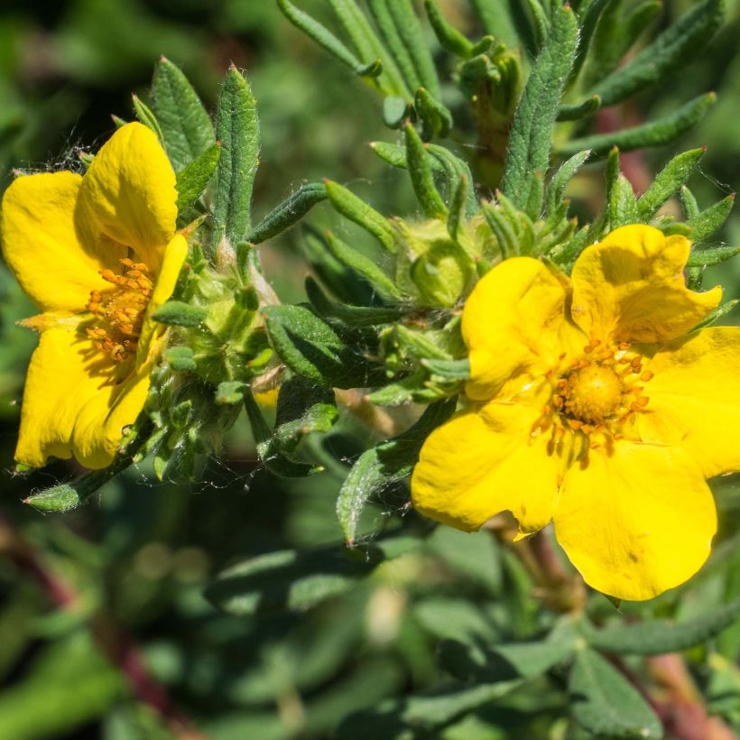 Fingerstrauch Elizabeth - Potentilla fruticosa (Flowering)