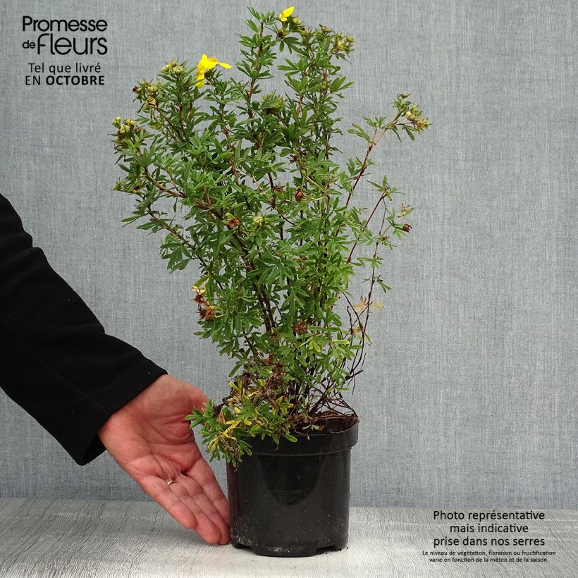 Example of Fingerstrauch Goldfinger - Potentilla fruticosa Topf mit 1L/1,5L as you get in automne