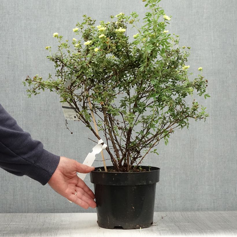 Exemplar von Fingerstrauch Lemon Meringue - Potentilla fruticosa Topf mit 2L/3L wie im Sommer geliefert