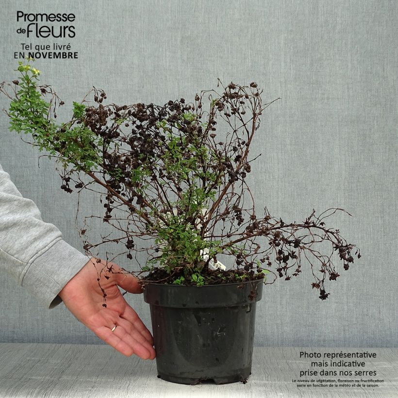 Example of Fingerstrauch Limelight - Potentilla fruticosa Topf mit 3L/4L as you get in automne