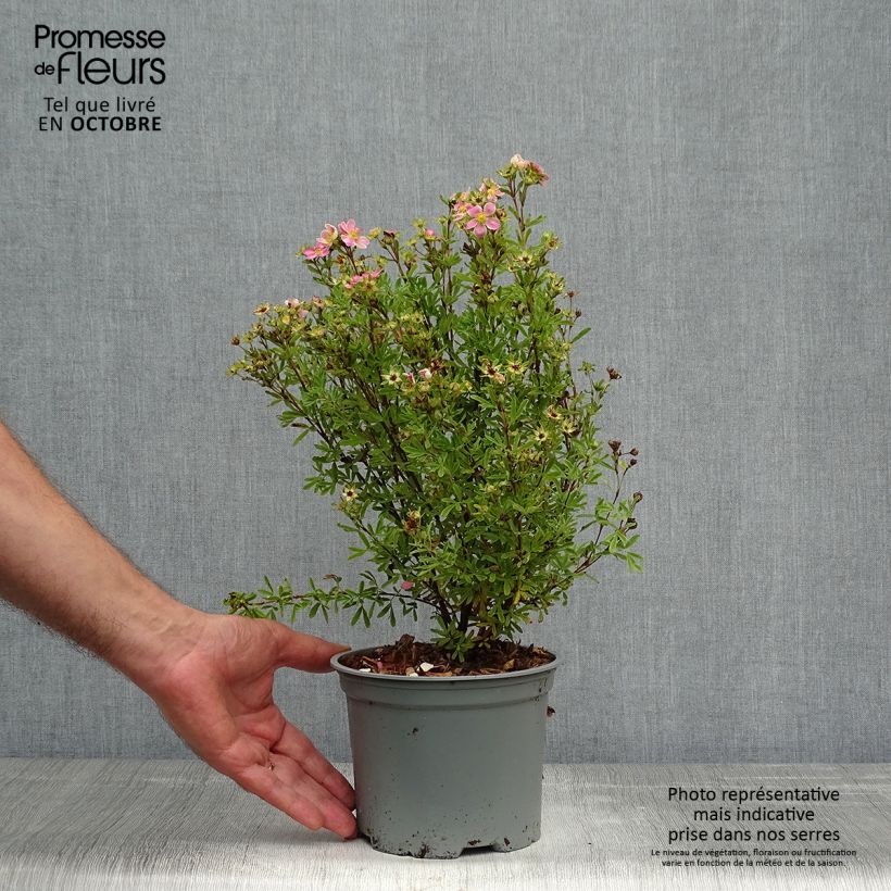 Example of Fingerstrauch Lovely Pink - Potentilla fruticosa Topf mit 1,5L/2L as you get in automne