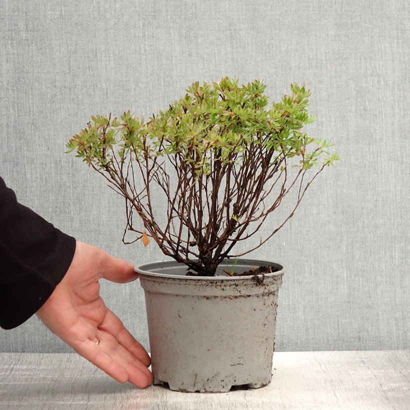 Exemplar von Fingerstrauch Lovely Pink - Potentilla fruticosa Topf mit 1,5L/2L wie im Frühjahr geliefert