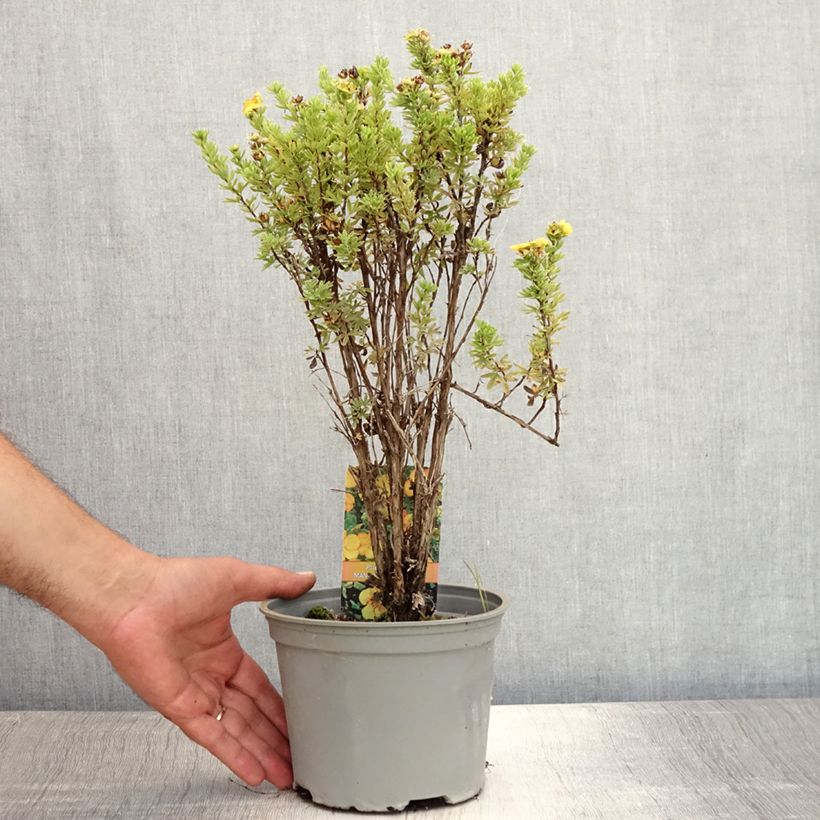 Exemplar von Fingerstrauch Mango Tango - Potentilla fruticosa Topf mit 2L/3L wie im Sommer geliefert