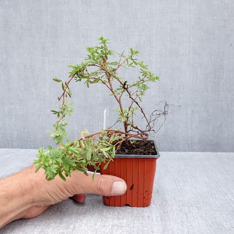 Exemplar von Fingerstrauch Mango Tango - Potentilla fruticosa Kleine Töpfe von 8/9 cm wie im Herbst geliefert