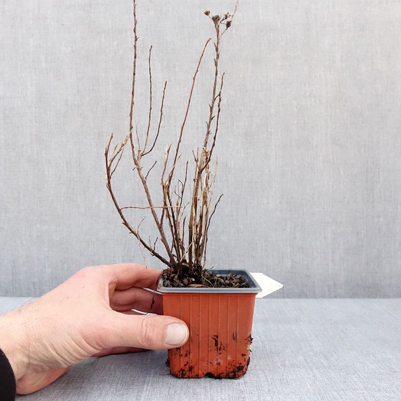 Example of Fingerstrauch Mango Tango - Potentilla fruticosa Kleine Töpfe von 8/9 cm as you get in hiver