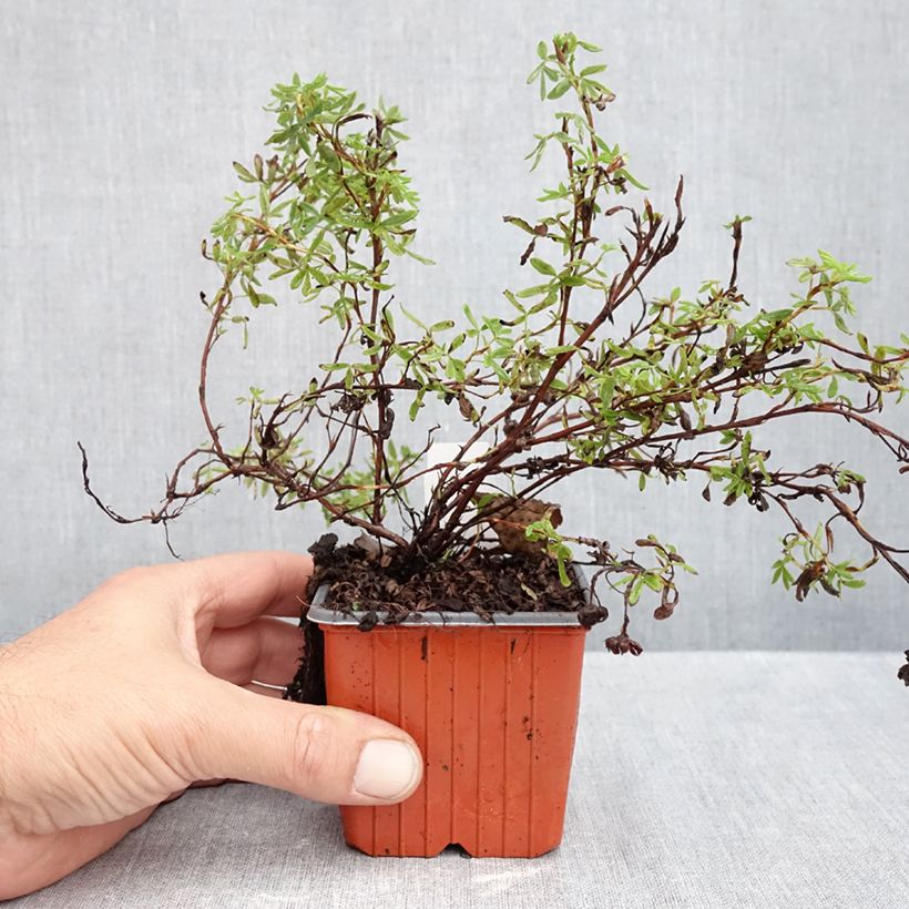 Exemplar von Fingerstrauch Marian Red Robin - Potentilla fruticosa Kleine Töpfe von 8/9 cm wie im Herbst geliefert