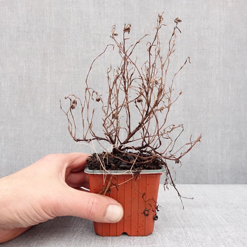 Example of Fingerstrauch Marian Red Robin - Potentilla fruticosa Kleine Töpfe von 8/9 cm as you get in hiver