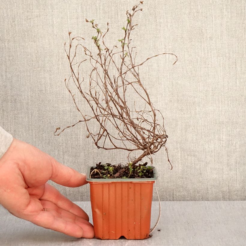 Exemplar von Fingerstrauch Marian Red Robin - Potentilla fruticosa Kleine Töpfe von 8/9 cm wie im Frühjahr geliefert