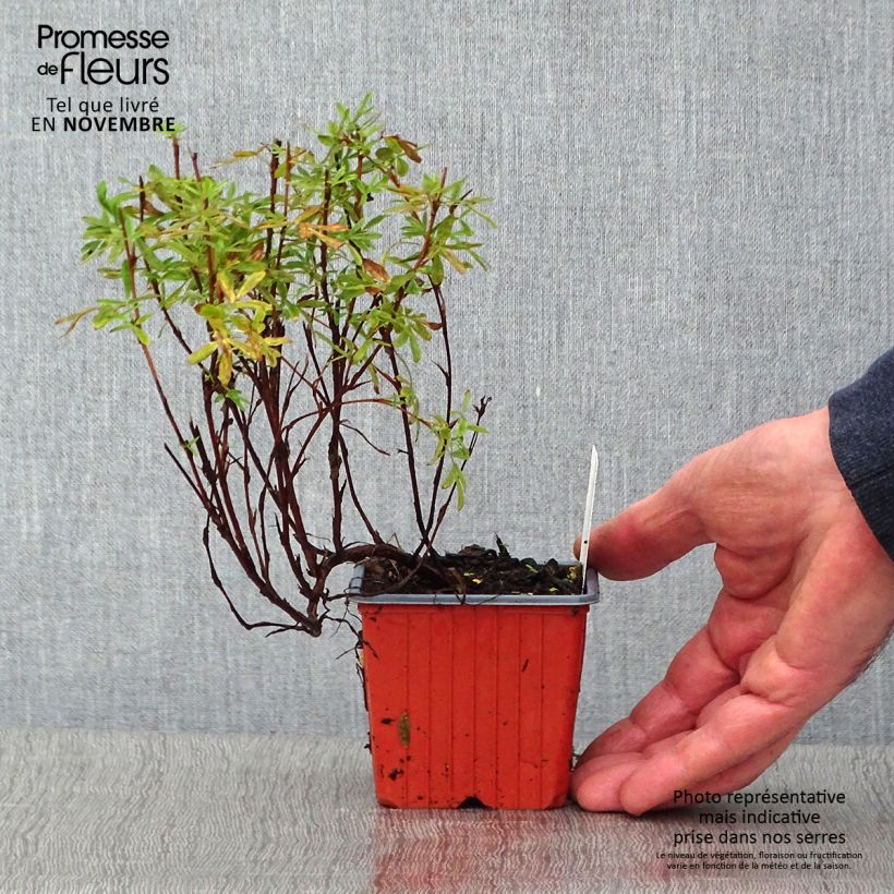 Example of Fingerstrauch Pink Paradise - Potentilla fruticosa Kleine Töpfe von 8/9 cm as you get in automne