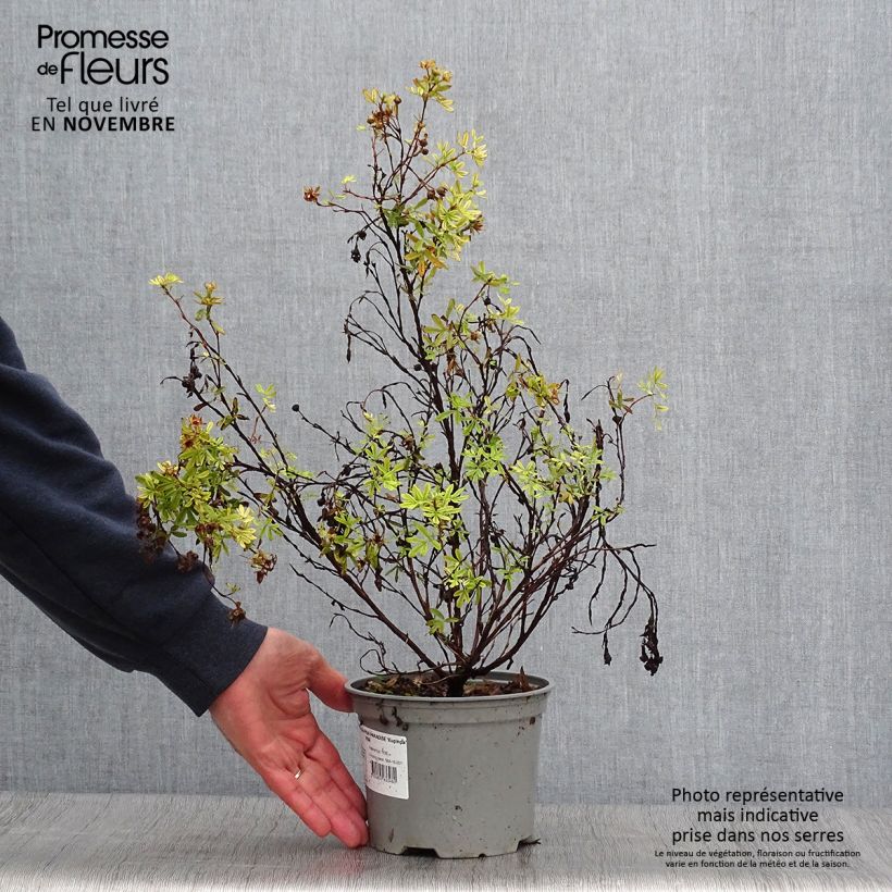 Example of Fingerstrauch Pink Paradise - Potentilla fruticosa Topf mit 2L/3L as you get in automne