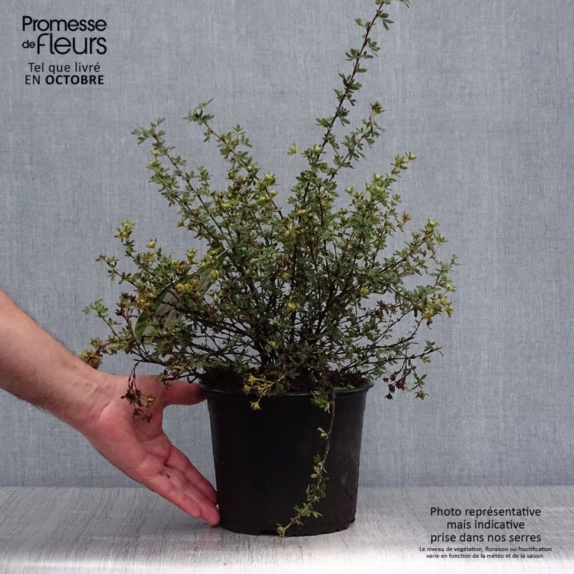 Example of Fingerstrauch Primrose Beauty - Potentilla fruticosa Topf mit 2L/3L as you get in automne