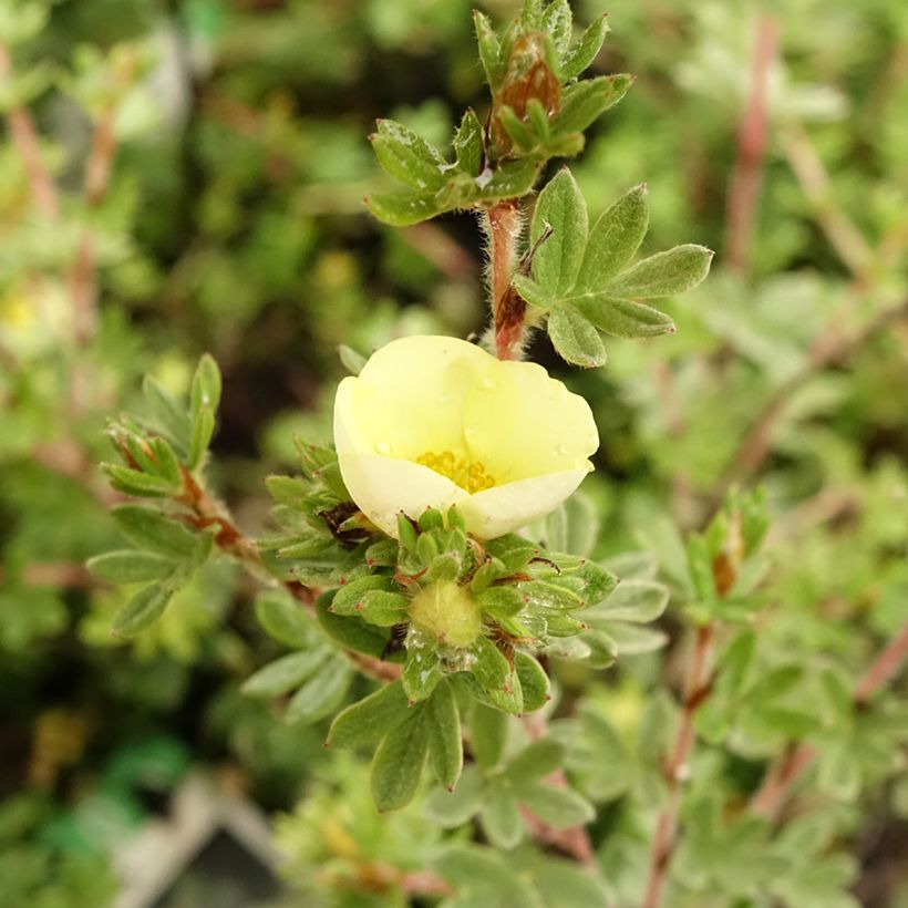 Fingerstrauch Primrose Beauty - Potentilla fruticosa (Flowering)