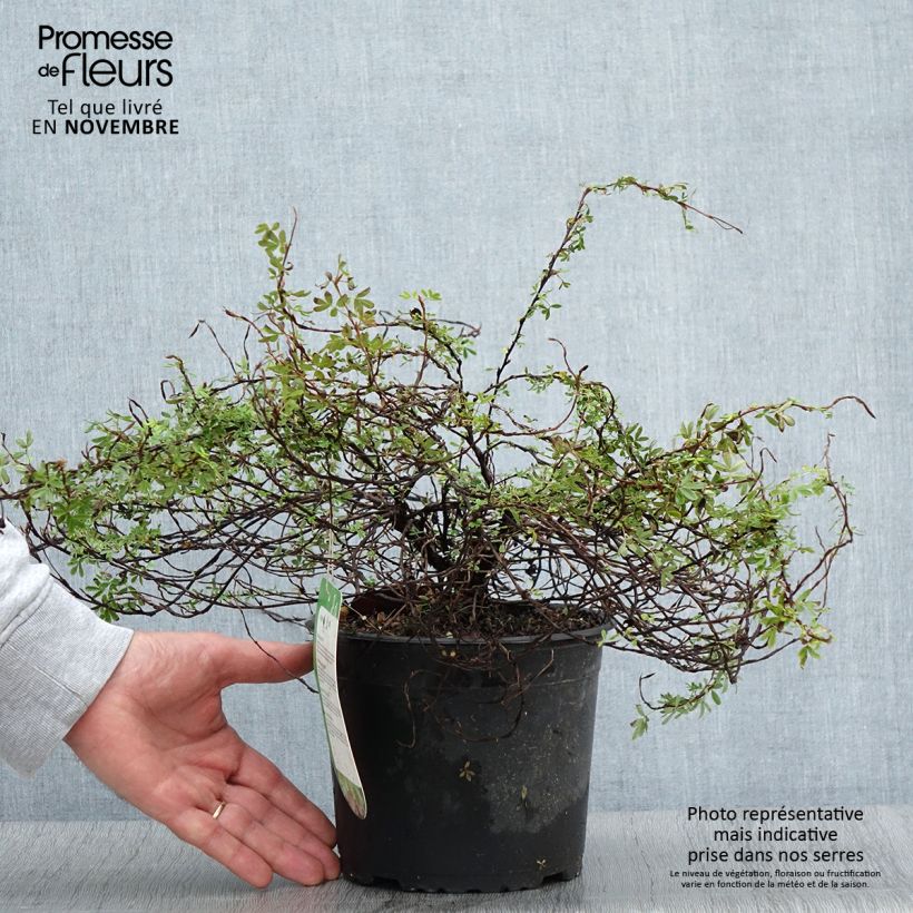 Example of Fingerstrauch Princess Pink Queen - Potentilla fruticosa Topf mit 2L/3L as you get in automne
