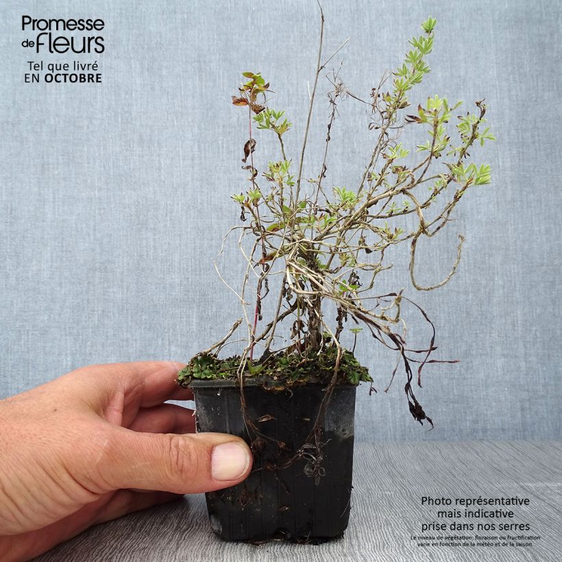 Example of Fingerstrauch Red Ace - Potentilla fruticosa Kleine Töpfe von 8/9 cm as you get in automne