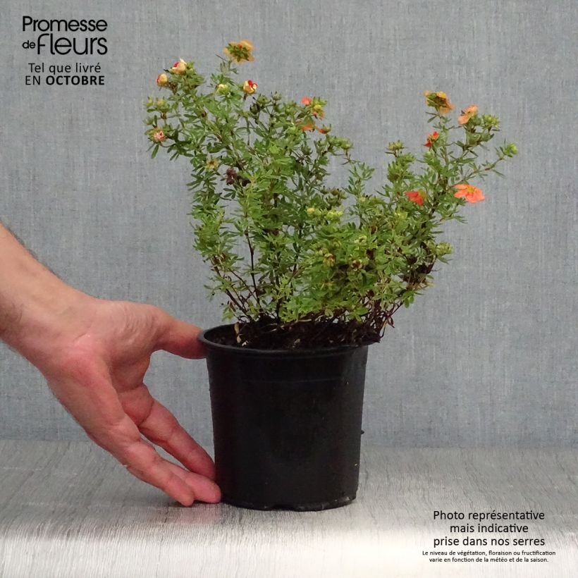 Example of Fingerstrauch Red Ace - Potentilla fruticosa Topf mit 1L/1,5L as you get in automne
