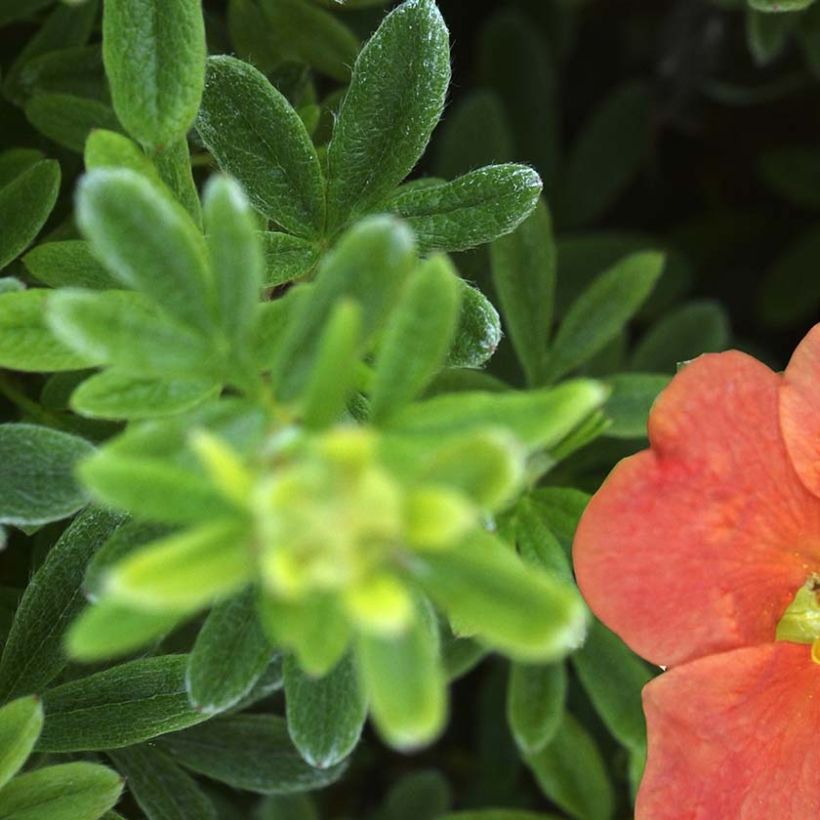 Fingerstrauch Red'issima - Potentilla fruticosa (Foliage)