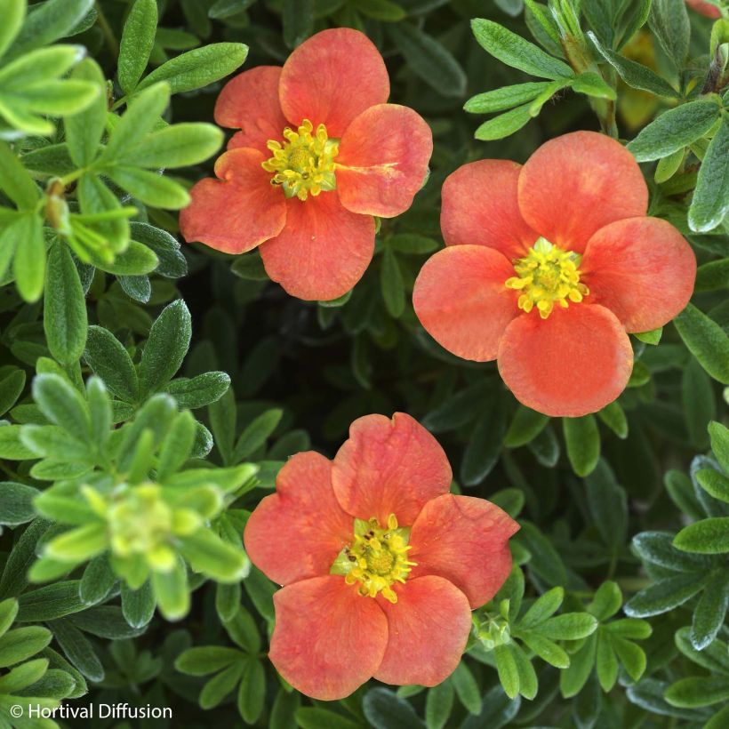 Fingerstrauch Red'issima - Potentilla fruticosa (Flowering)