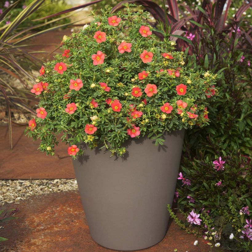 Fingerstrauch Red'issima - Potentilla fruticosa (Plant habit)