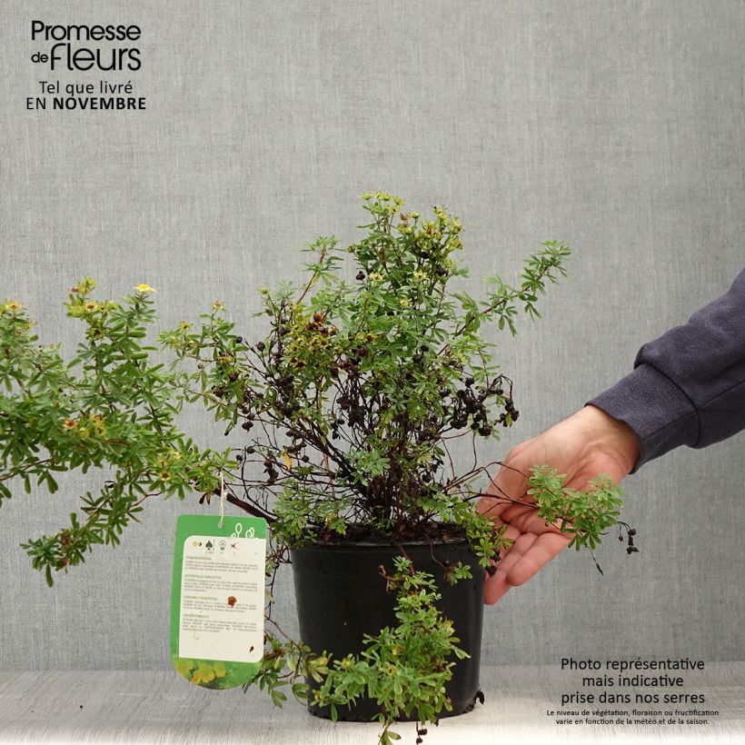 Example of Fingerstrauch Tangerine - Potentilla fruticosa Topf mit 2L/3L as you get in automne