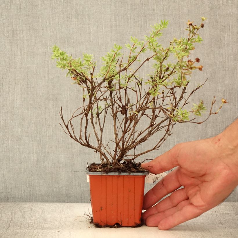 Example of Fingerstrauch Tangerine - Potentilla fruticosa Kleine Töpfe von 8/9 cm as you get in ete
