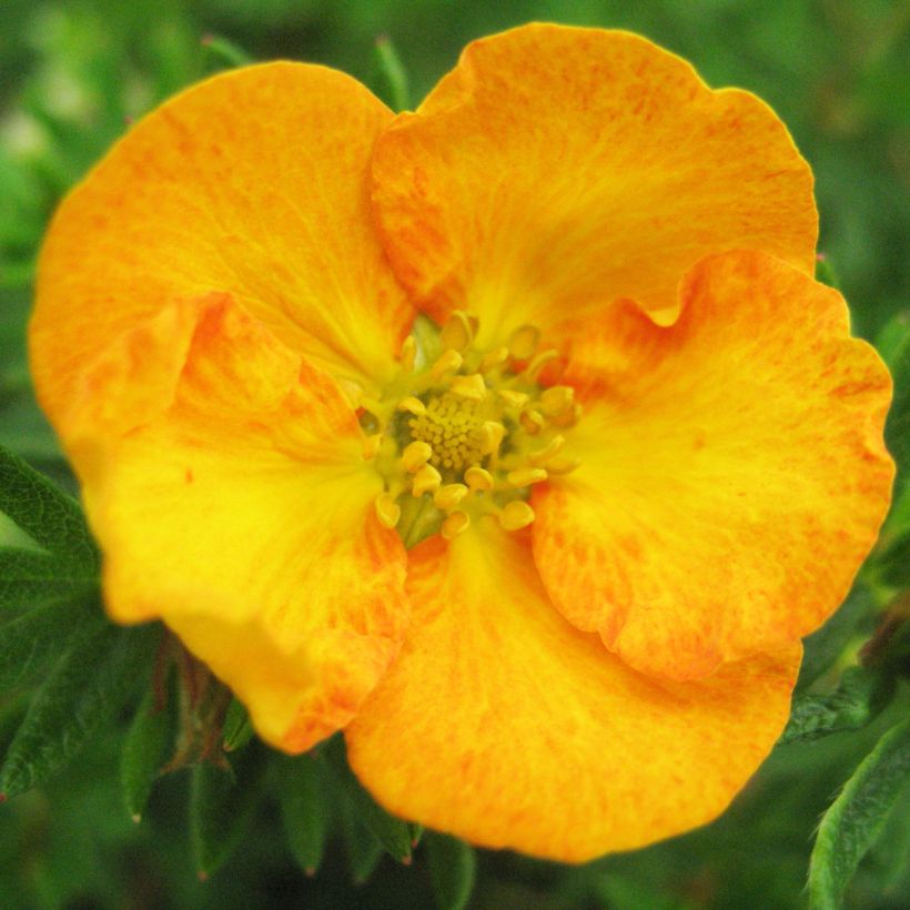 Fingerstrauch Tangerine - Potentilla fruticosa (Flowering)