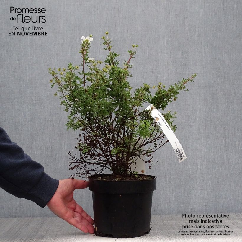 Example of Fingerstrauch White Lady - Potentilla fruticosa Topf mit 3L/4L as you get in automne