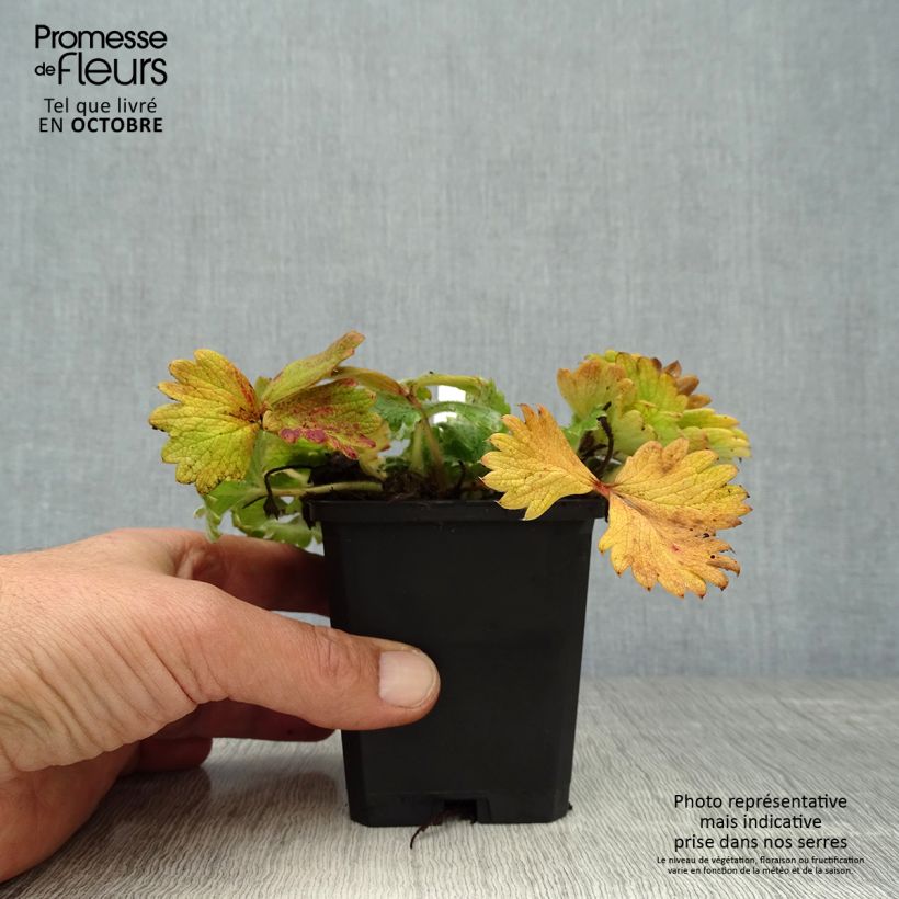 Example of Potentilla megalantha - Großblütiges Fingerkraut Kleine Töpfe von 8/9 cm as you get in automne