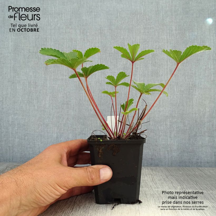 Example of Potentilla nepalensis Miss Willmot - Nepal-Fingerkraut Kleine Töpfe von 8/9 cm as you get in automne