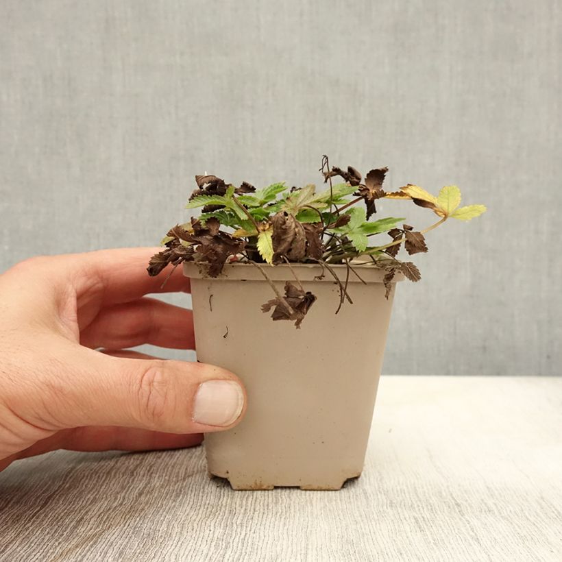 Example of Potentilla recta var. sulphurea - Aufrechtes Fingerkraut Kleine Töpfe von 8/9 cm as you get in automne