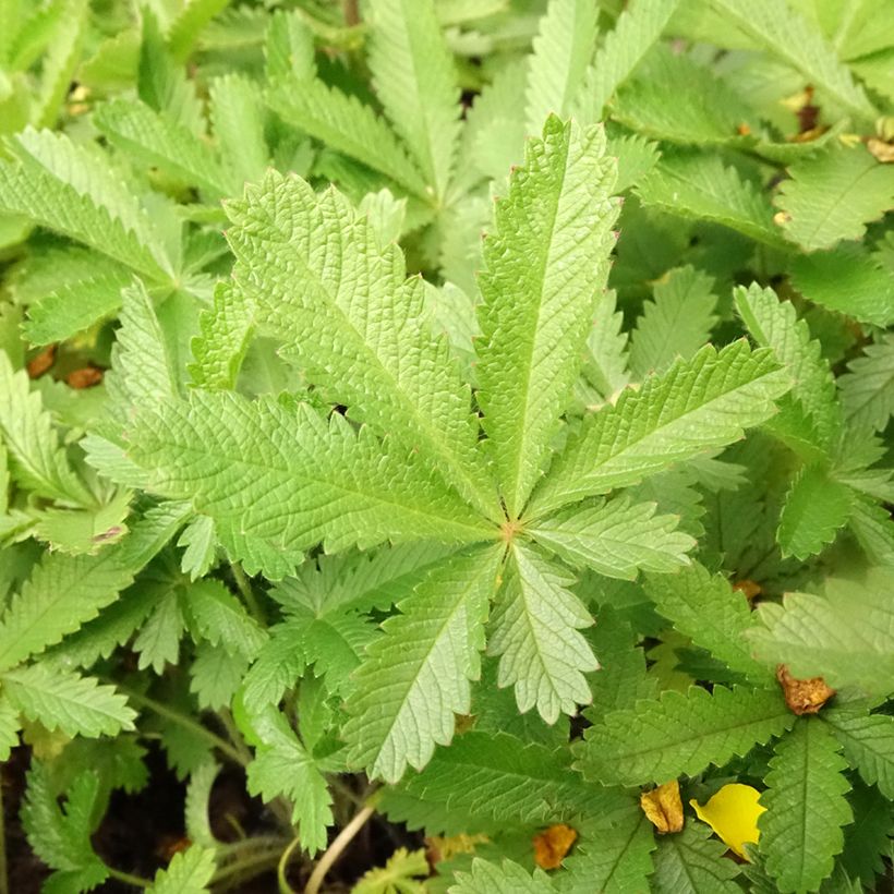 Potentilla recta var. sulphurea - Aufrechtes Fingerkraut (Foliage)