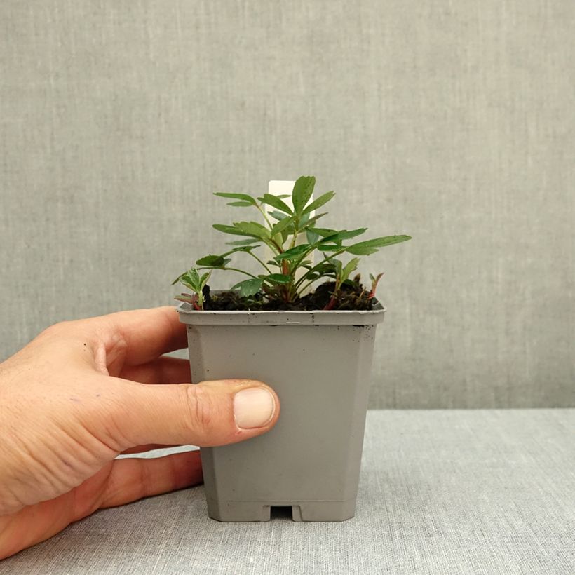 Exemplar von Potentilla tridentata Nuuk - Dreizähniges Fingerkraut Kleine Töpfe von 8/9 cm wie im Herbst geliefert