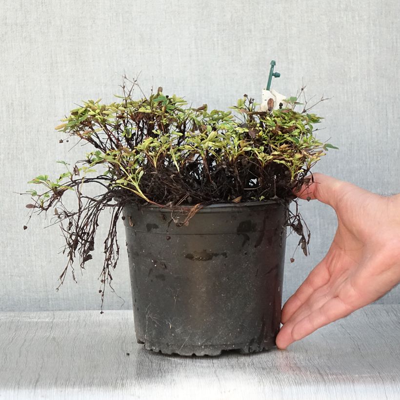 Example of Potentilla tridentata Nuuk - Dreizähniges Fingerkraut Topf mit 1,5L/2L as you get in automne