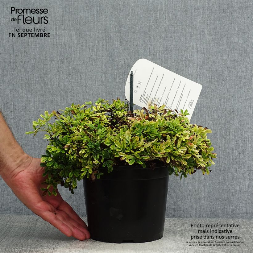 Exemplar von Potentilla tridentata Nuuk - Dreizähniges Fingerkraut Topf mit 1,5L/2L wie im Sommer geliefert