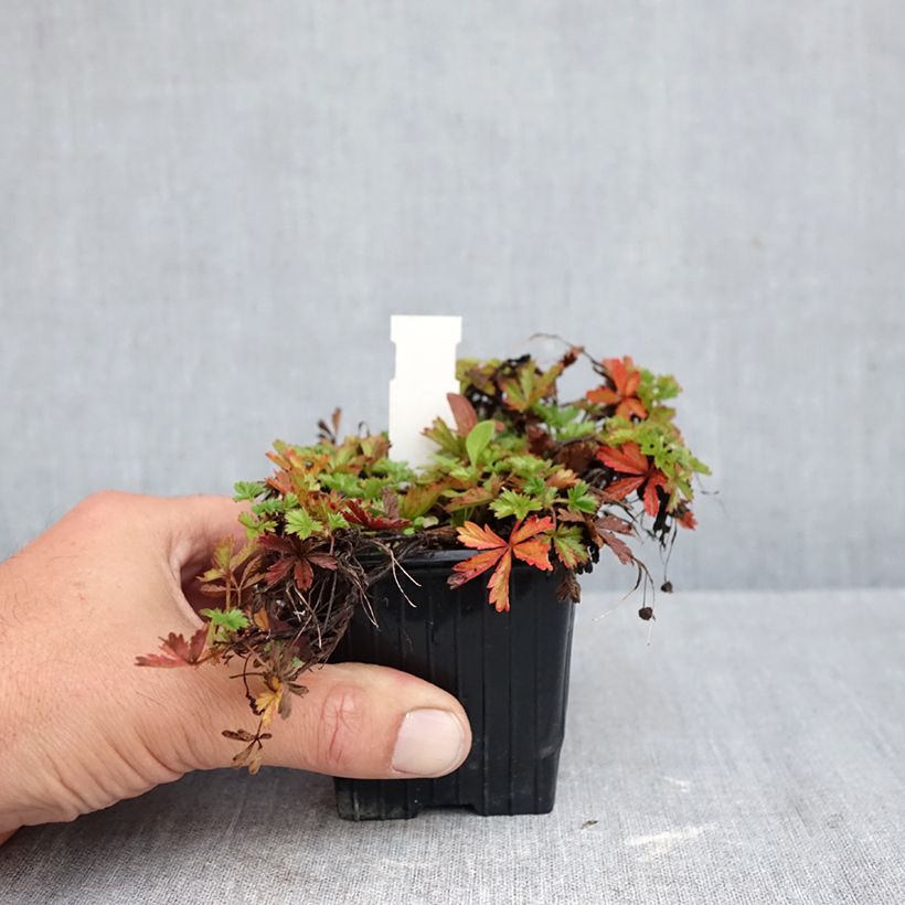 Exemplar von Potentilla verna - Frühlings-Fingerkraut Kleine Töpfe von 8/9 cm wie im Herbst geliefert