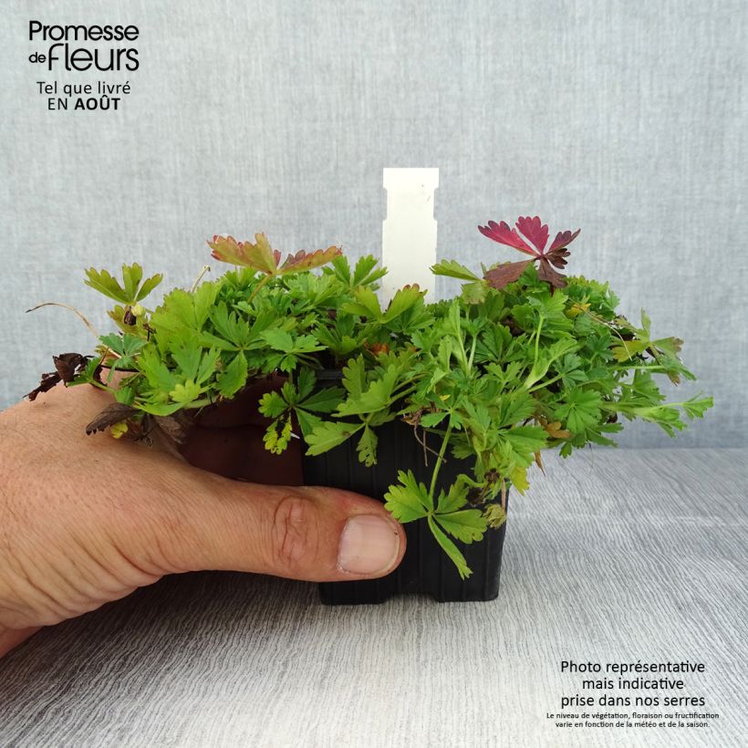 Example of Potentilla verna - Frühlings-Fingerkraut Kleine Töpfe von 8/9 cm as you get in ete