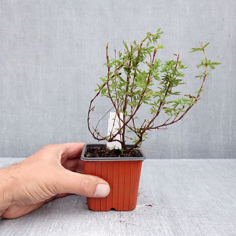 Exemplar von Fingerstrauch Bella Apple - Potentilla fruticosa Kleine Töpfe von 8/9 cm wie im Herbst geliefert