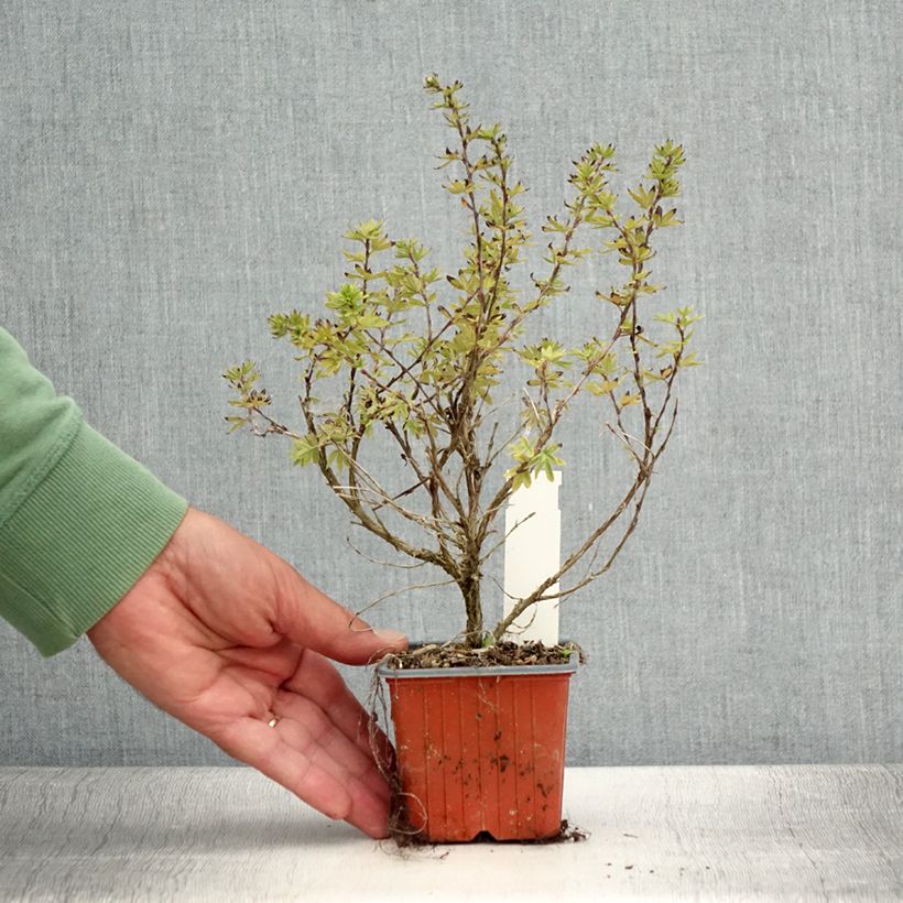 Example of Fingerstrauch Bella Apple - Potentilla fruticosa Kleine Töpfe von 8/9 cm as you get in ete