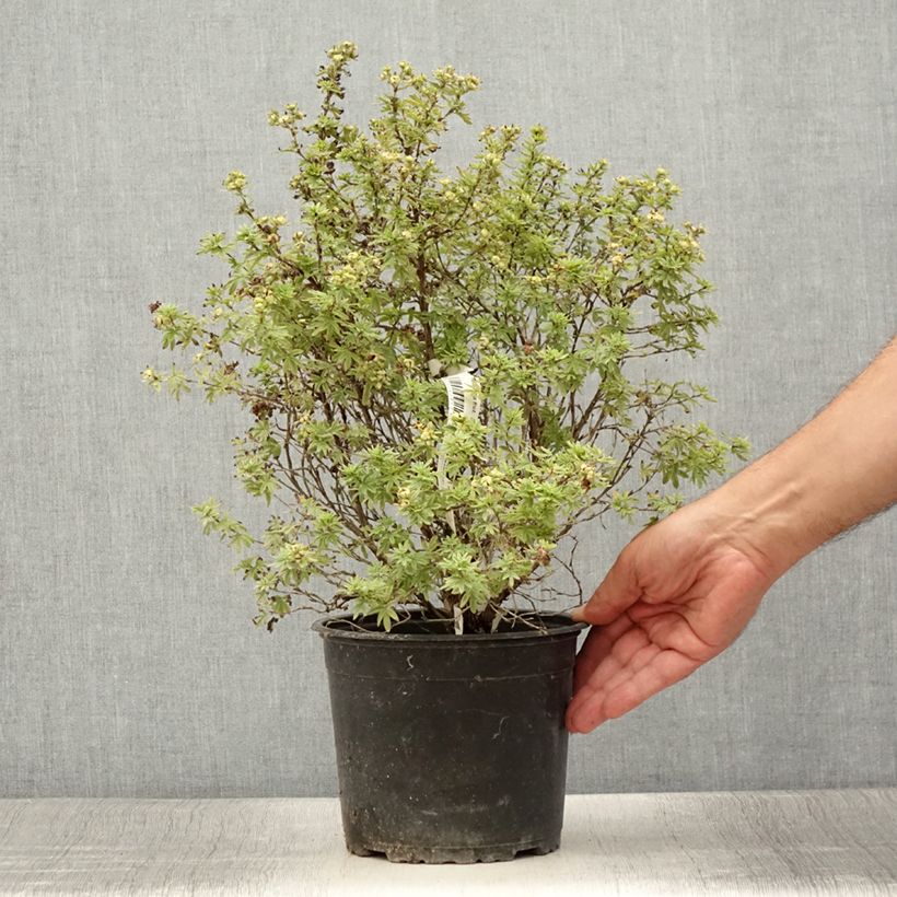 Example of Fingerstrauch Bella Apple - Potentilla fruticosa Topf mit 2L/3L as you get in ete