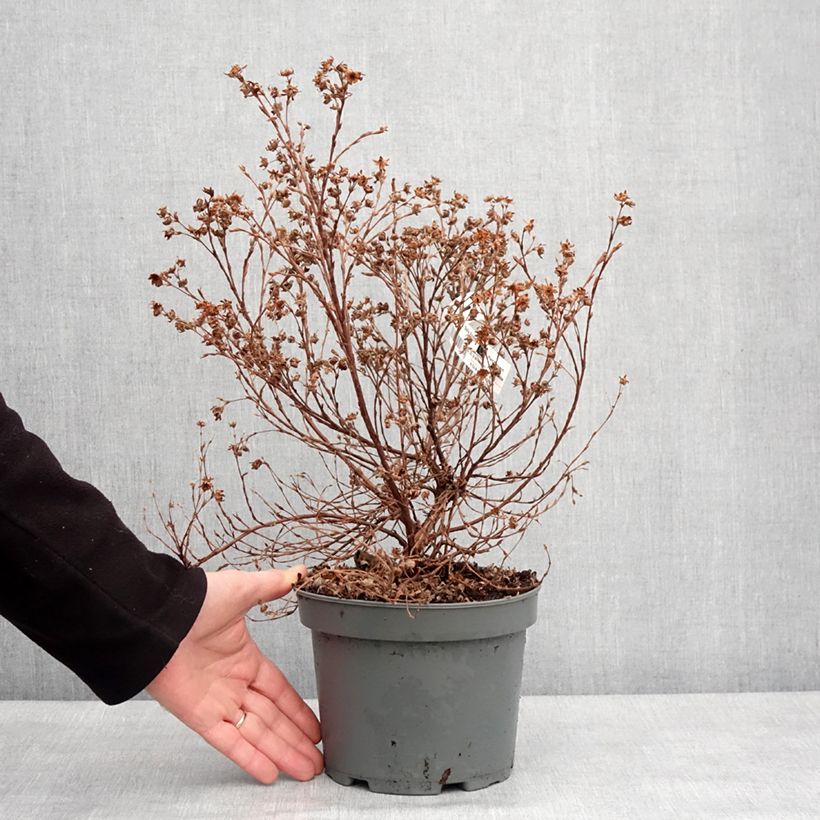 Exemplar von Fingerstrauch Bella Apple - Potentilla fruticosa Topf mit 2L/3L wie im Winter geliefert