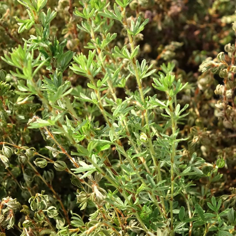 Fingerstrauch Bella Lindsey - Potentilla fruticosa (Foliage)