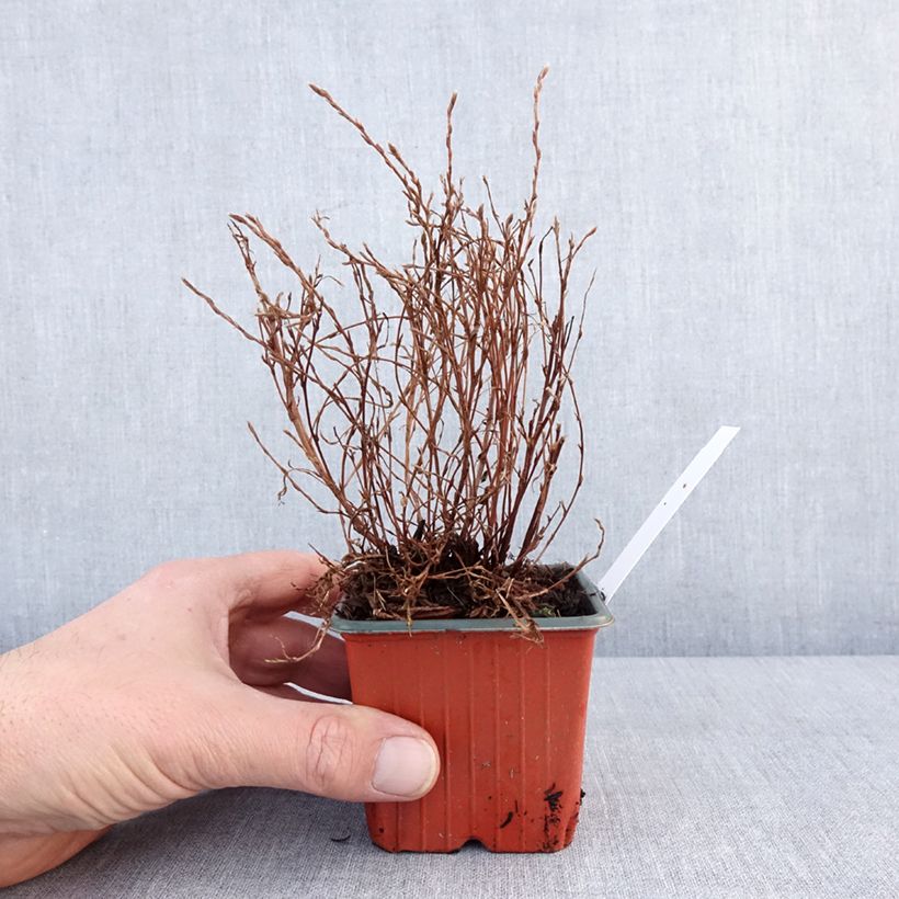 Example of Fingerstrauch Bella Lindsey - Potentilla fruticosa Kleine Töpfe von 8/9 cm as you get in hiver