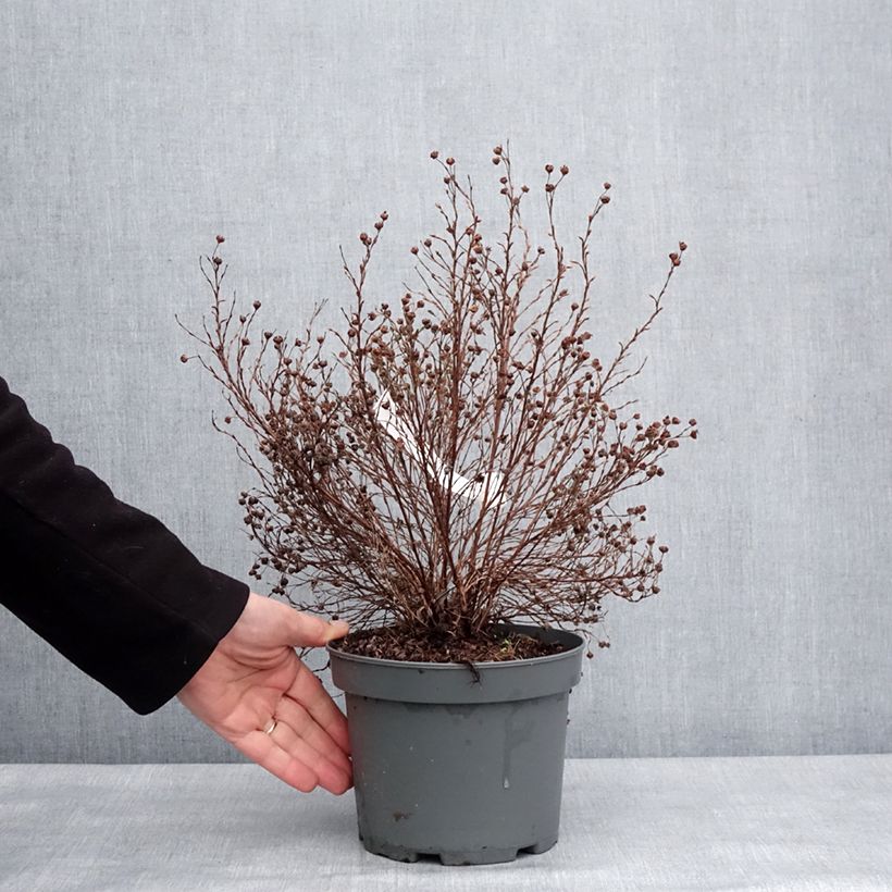 Example of Fingerstrauch Bella Lindsey - Potentilla fruticosa Topf mit 2L/3L as you get in hiver