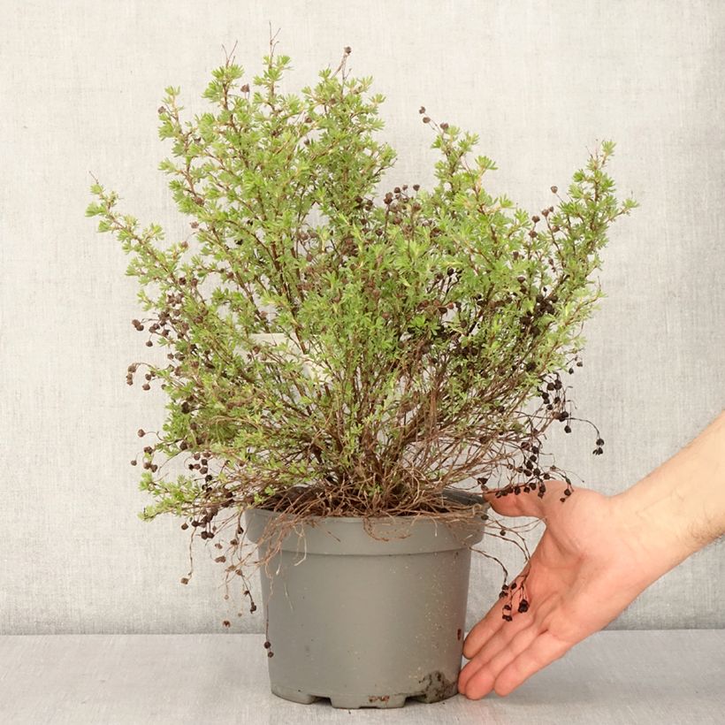 Exemplar von Fingerstrauch Bella Lindsey - Potentilla fruticosa Topf mit 2L/3L wie im Frühjahr geliefert