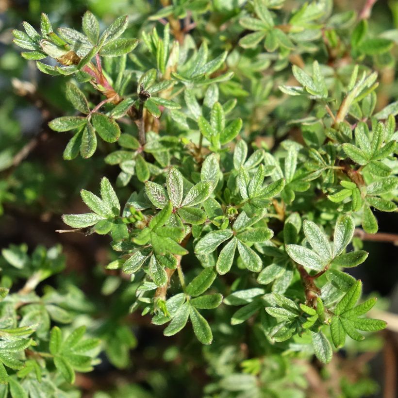 Fingerstrauch Bella Rosa - Potentilla fruticosa (Laub)