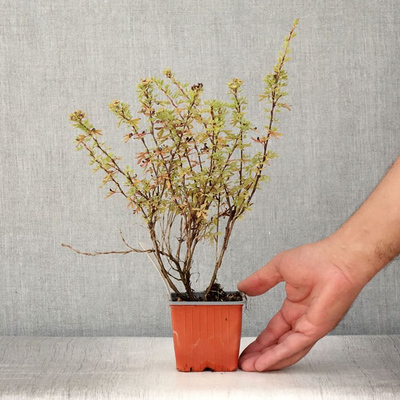 Example of Fingerstrauch Bella Rosa - Potentilla fruticosa Kleine Töpfe von 8/9 cm as you get in ete