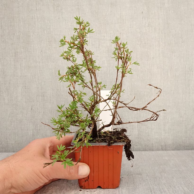 Exemplar von Fingerstrauch Bella Rosa - Potentilla fruticosa Kleine Töpfe von 8/9 cm wie im Frühjahr geliefert